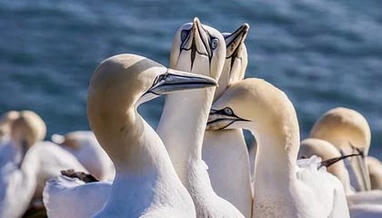 九游下载官方正版-世俱杯精彩瞬间:五大联赛冠军的终极对决,世俱杯冠军有哪些球队